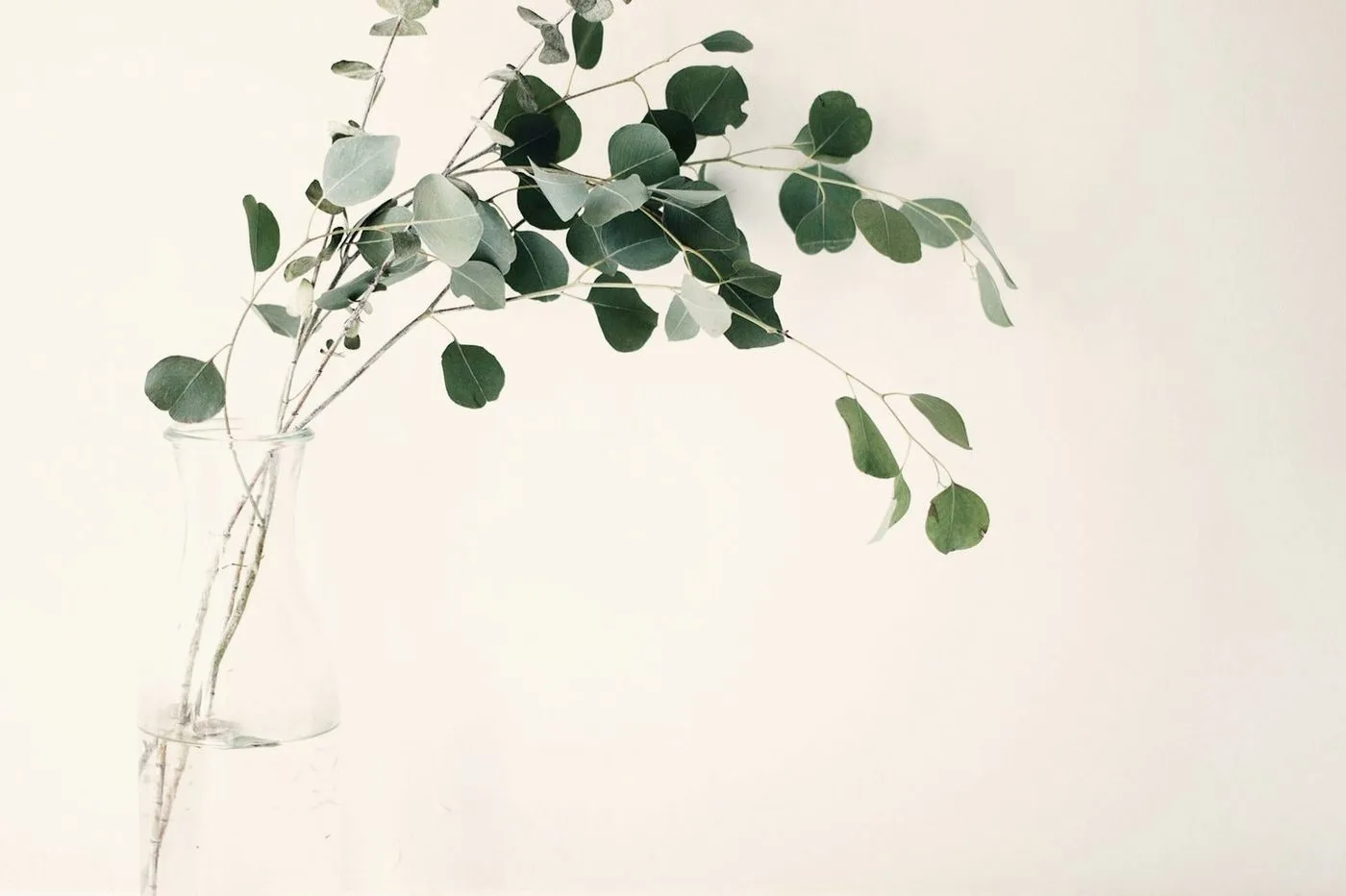 Botanical detail at the clinic